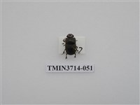 藏品(金龜子科)的圖片
